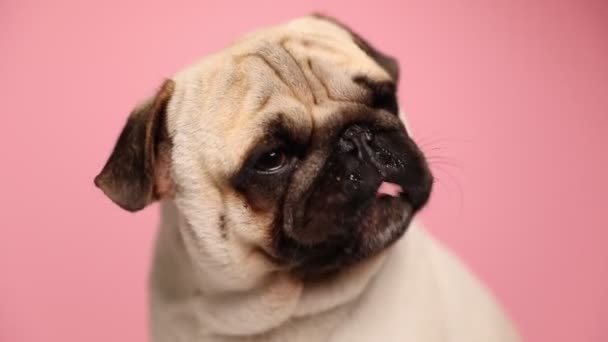 Adorable young mops dog with fawn fur sitting against pink background and licking his mouth — Stock Video