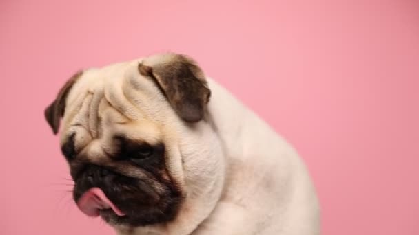 Anjing pug domestik menggemaskan menjilati mulutnya, melihat ke samping, melihat ke bawah dan akhirnya melihat ke sisi lain di latar belakang merah muda — Stok Video