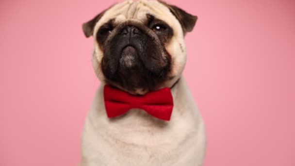 Söt liten pug hund långsamt blinkar, bär en röd fluga, sitter och tittar runt på rosa bakgrund — Stockvideo