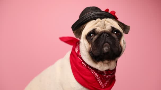 Вид збоку милий родовідний мокс собака сидить, одягнений в червону бандану і чорний капелюх, озираючись навколо, будучи нудним і боротися, щоб тримати свій капелюх на голові на рожевому фоні — стокове відео
