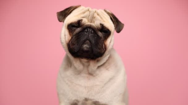 Malý pug pes dívá na kameru s velkýma skromnýma očima, bliká a pak se rozhlíží po růžovém pozadí — Stock video