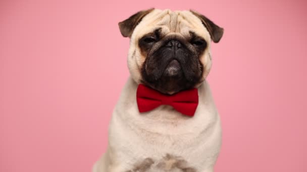 Small sleepy pug dog wearing a red bowtie, blinking and looking around on pink background — Stock Video