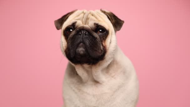 Adorable perro pug con piel de cervatillo girando la cabeza a la cámara y parpadeando con los ojos soñolientos sobre fondo rosa — Vídeos de Stock