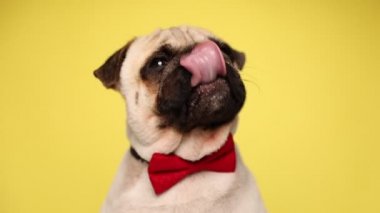 Evcil köpek yukarı bakıyor, kırmızı papyon takıyor ve sarı arka planda ağzını yalıyor.