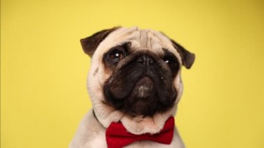 Kırmızı papyon takan, sarı arka planda oturan, gözlerini kaçıran ve yavaşça gözlerini kapatan, yavru geyik kürklü bir köpek.