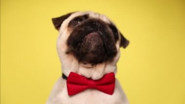 Evcil köpek yukarı bakıyor, ağzını yalıyor, duraksıyor sonra burnunu yalıyor ve sarı arka planda kırmızı papyon takıyor.
