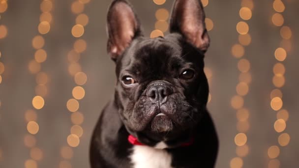 Beau Petit Chien Bouledogue Français Est Assis Regardant Côté Puis — Video