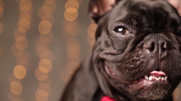 Cerca Cara Bulldog Francés Mirando Alrededor Jadeando Usando Una Corbata — Vídeos de Stock