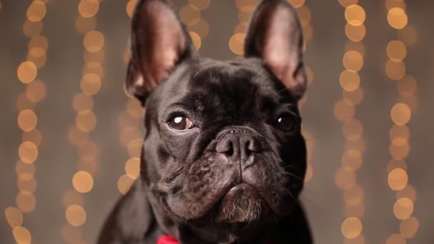 Söt Liten Fransk Bulldog Tittar Kameran Sedan Tittar Bort Bär — Stockvideo