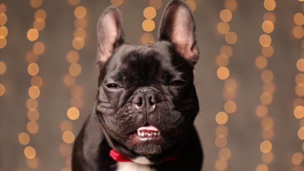 法国的小斗牛犬伸出舌头 戴着红色的领带 环顾四周 坐在灰色的背景上 — 图库视频影像