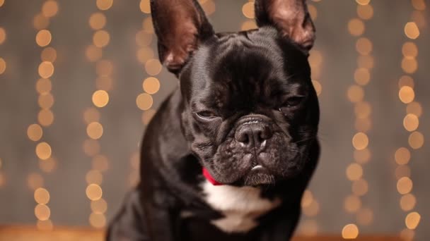 Seated French Bulldog Dog Wearing Red Bowtie Figthing Fall Asleep — Stock Video