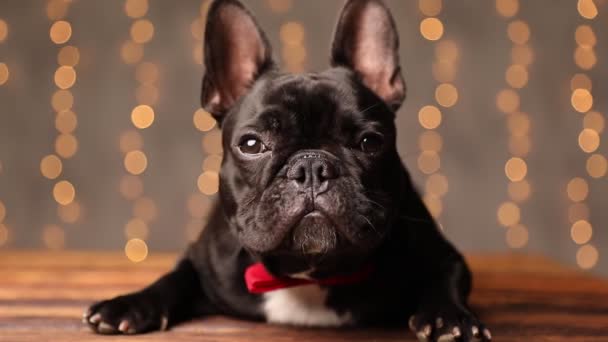 Süße Kleine Französische Bulldogge Liegt Trägt Eine Rote Fliege Schaut — Stockvideo
