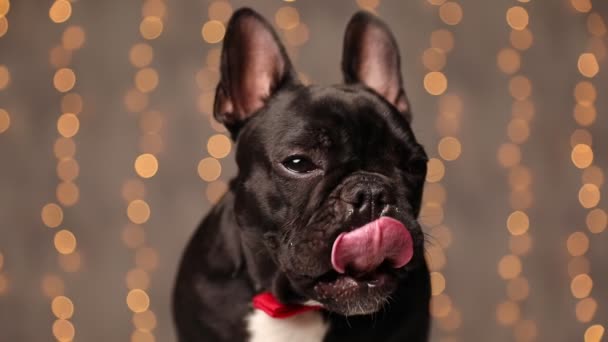 Beautiful French Bulldog Dog Licking His Nose Looking Aside Sitting — Stock Video