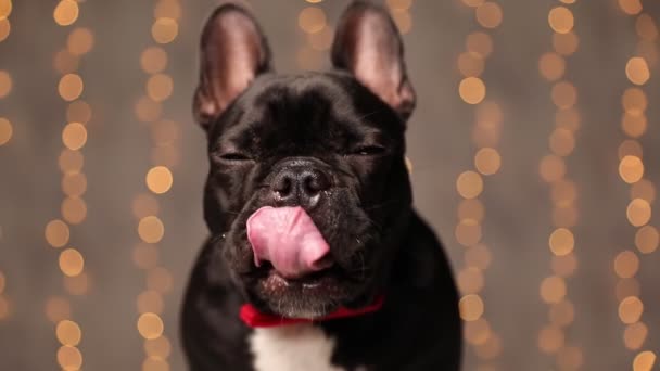 Süße Französische Bulldogge Schaut Die Kamera Leckt Sich Den Mund — Stockvideo