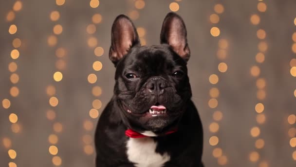 Adorable French Bulldog Dog Panting Sitting Wearing Red Bowtie Gray — Stock Video