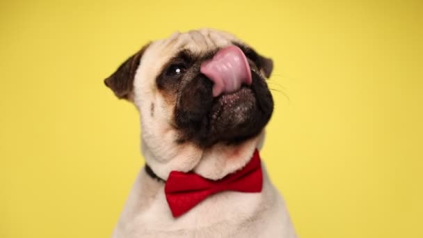 Domowe młody pies mops patrząc w górę, w czerwonej muszce i lizanie jego usta na żółtym tle — Wideo stockowe