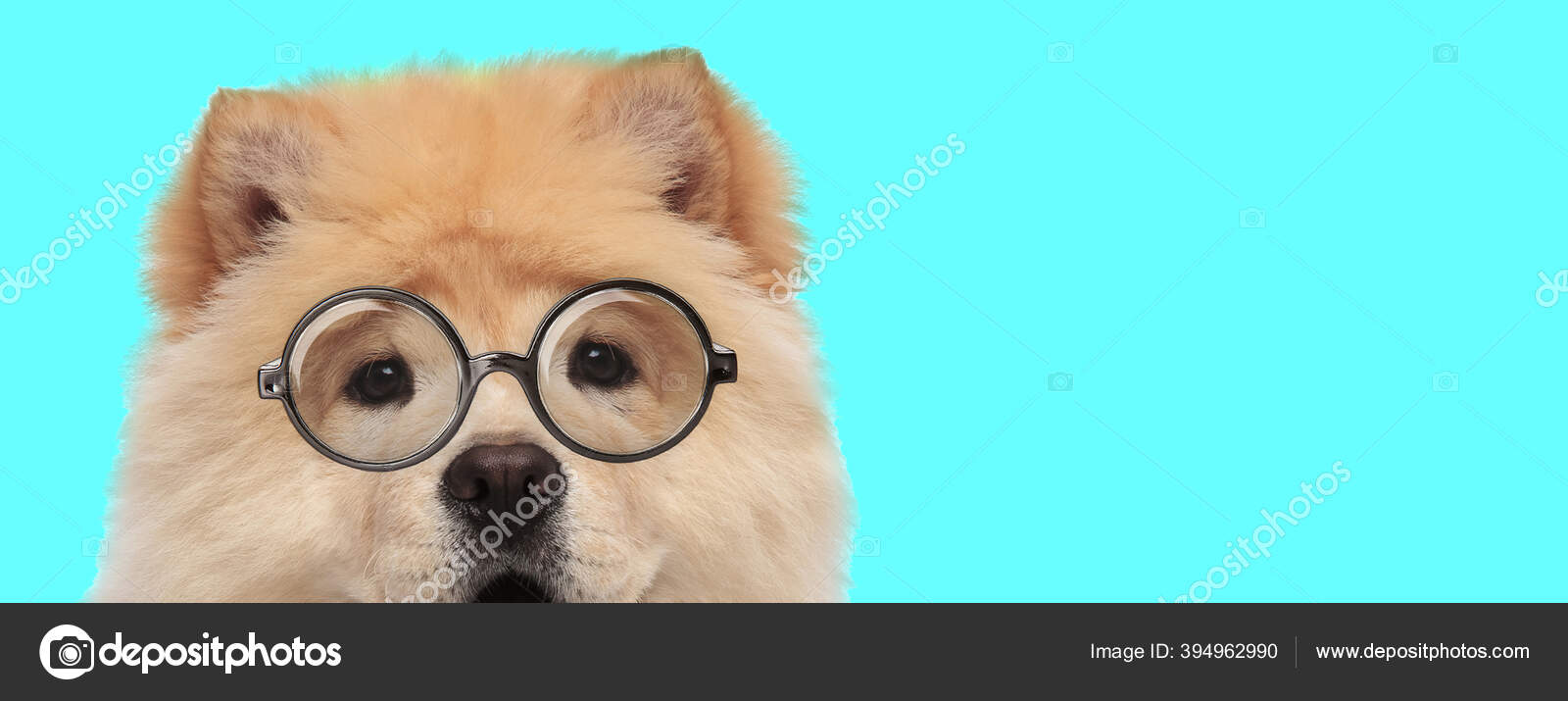 Adorable Funny Chow Chow Dog Wearing Eyeglasses Hiding His Face