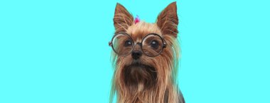Komik inek teriyer köpeği oturuyor, gözlüklü saç bandı takıyor ve mavi arka plandaki kameraya bakıyor.