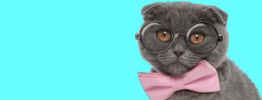 İnek, tapılası İskoç kedisi pembe papyon ve gözlük takıyor, oturuyor ve mavi arka planda kameraya bakıyor.