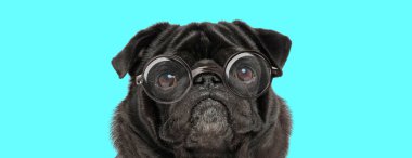 Gözlük takan sevimli, üzgün Pug köpeği mavi arka plandaki kameraya bakıyor.