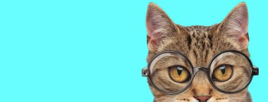 Gözlüklü ve yüzünün yarısı mavi arka planda görünen genç, sevimli bir metis kedisi.