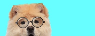 Sevimli komik Chow Chow köpeği gözlük takıyor, mavi arka planda yüzünü kameradan saklıyor.