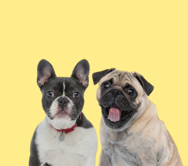 Sarı arka planda mutlu bir şekilde dilini dışarı çıkaran pug köpeğinin yanında kırmızı tasma takan sevimli Fransız bulldog köpeği.