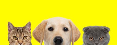 Bir metis kedisi, Labrador Retriever köpeği ve sıraya dizilmiş İskoç kedisinden oluşan üç kişilik bir ekip sarı arka plandaki kameraya bakıyor.
