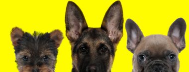 Üç köpekten oluşan sevimli bir ekip Yorkshire Terrier köpeği, Alman çoban köpeği ve Fransız Bulldog 'dan oluşuyor. Yan yana duruyorlar ve sarı arka planda yüzlerini kameradan saklıyorlar.