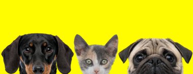 Teckel köpek, Metis kedi ve Pug köpeği yan yana duruyorlar ve sarı arka plandaki kameraya bakıyorlar.