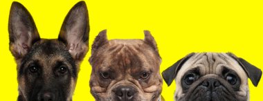 Alman çoban köpeği, Amerikan zorba köpeği ve Pug köpeği sıraya dizilmiş sarı arka planda yüzlerini kameradan saklıyorlar.