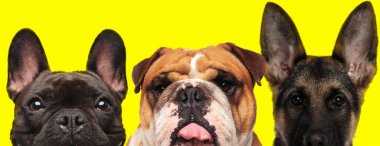 Fransız Bulldog, İngiliz Bulldog ve Alman çoban köpeğinden oluşan üç köpek yan yana duruyorlar ve sarı arka planda dillerini çıkarıyorlar.