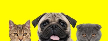 Bir çift metis kedi, pug köpek ve İskoç kedisi yan yana durur ve sarı arka planda soluk soluğa ilerlerken ileriye bakarlar.