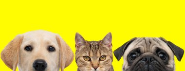 Labrador köpeği, metis kedi ve Pug köpeği sıraya dizilmiş sarı arka planda kameradan yüzleri saklıyorlar.
