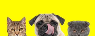 metis cat, pug dog ve İskoç kedisi sıraya dizildiler ve sarı arka planda burun yalıyorlar