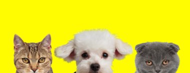 Bir metis kedisi, Bichon köpeği ve İskoç kedisinden oluşan sevimli bir ekip yan yana duruyor ve sarı arka planda kameradan yüzlerini saklıyorlar.