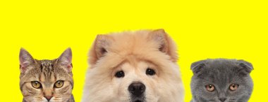 Şirin metis kedi, Chow Chow köpeği ve İskoç kedisi yan yana duruyorlar ve sarı arka planda yüzlerini kameradan saklıyorlar.