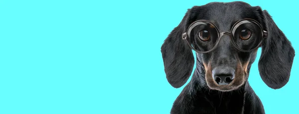 Adorável Engraçado Teckel Cão Sentado Vestindo Óculos Olhando Para Câmera — Fotografia de Stock