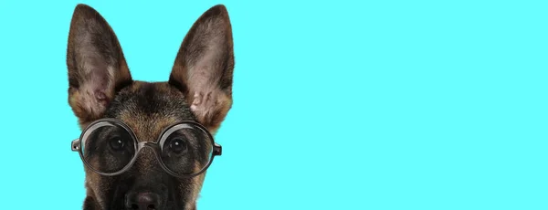 Entzückender Nerdiger Schäferhund Mit Halb Entblößtem Gesicht Mit Brille Und — Stockfoto