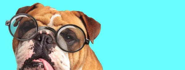 Close English Bulldog Γλείφει Στόμα Του Φορώντας Γυαλιά Μπλε Φόντο — Φωτογραφία Αρχείου