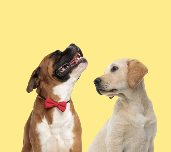 Niedlicher Boxerhund Heult Neben Labrador Retriever Hund Auf Gelbem Hintergrund — Stockfoto