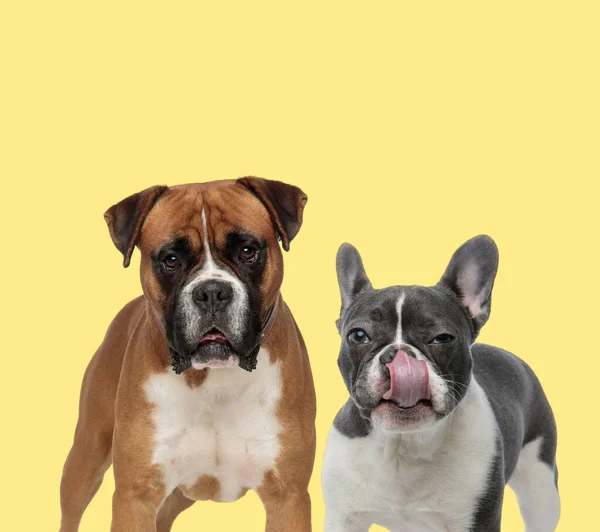 Милая Боксерская Собака Стоящая Рядом Французским Бульдогом Облизывающим Нос Жёлтом — стоковое фото