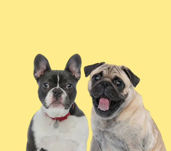 Söt Fransk Bulldog Bär Rött Koppel Bredvid Mops Hund Sticker — Stockfoto