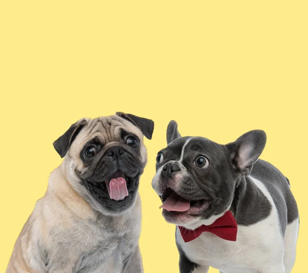 Paar Pug Franse Bulldog Honden Steken Tong Gelukkig Gele Achtergrond — Stockfoto