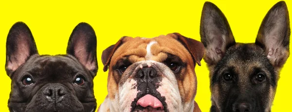 由一只法国斗牛犬 一只英国斗牛犬和一只德国牧羊犬组成的三只狗肩并肩地站在那里 用黄色的背景伸出舌头 — 图库照片