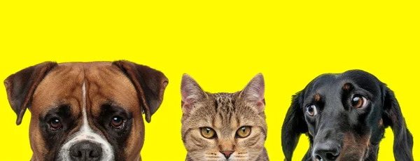 Urocza Para Zwierząt Składająca Się Psa Bokser Kot Metis Pies — Zdjęcie stockowe