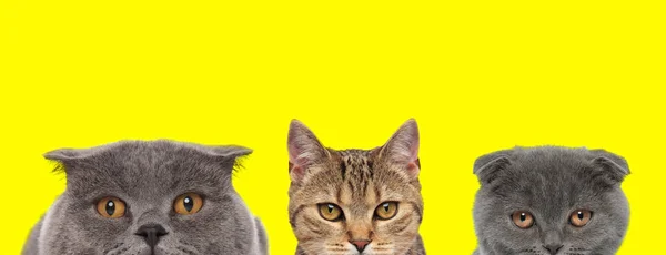 Uroczy Zespół Trzech Zwierząt Składający Się Kotów Metis Dwóch Kotów — Zdjęcie stockowe