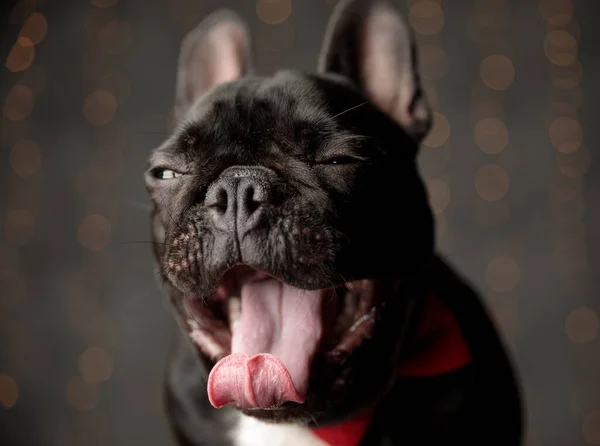 Dormilón Perro Bulldog Francés Vistiendo Pajarita Roja Sacando Lengua Bostezando — Foto de Stock