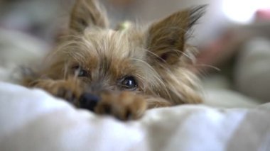 tapılası Yorkshire Teriyer köpeği çarşafa uzanıp evde dinleniyor.