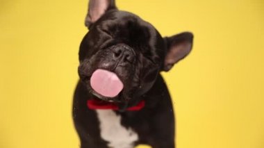 Küçük Fransız bulldog köpeği önündeki ekranı yalıyor, kırmızı papyon takıyor ve sarı arka planda duruyor.